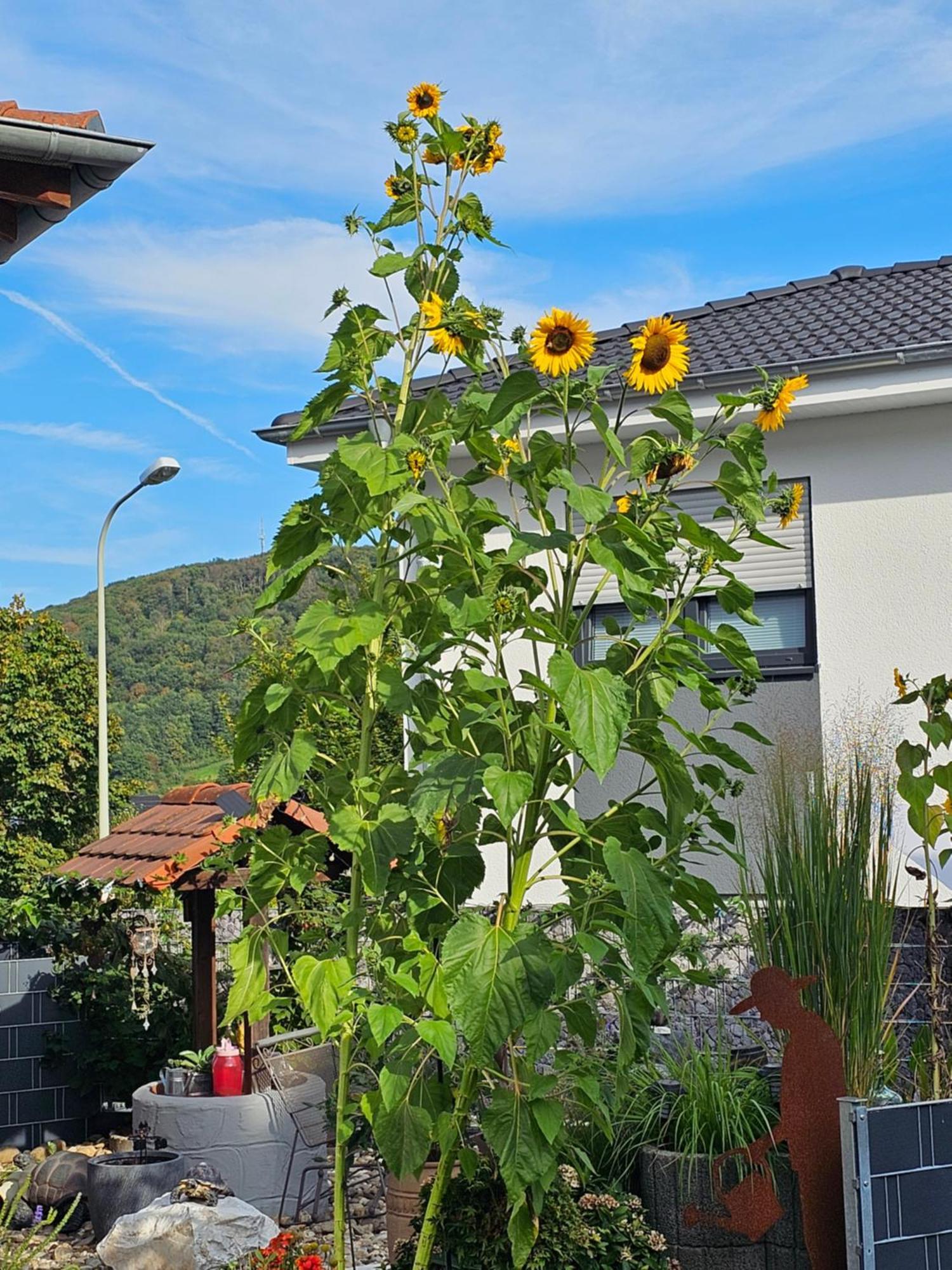 Ferienwohnung Otschik Glan-Munchweiler Екстер'єр фото